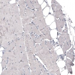 Invitrogen THSD7A Monoclonal Antibody (CL3778) 100 &mu;L; Unconjugated:Antibodies,