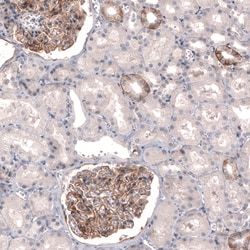 Invitrogen THSD7A Monoclonal Antibody (CL3779) 100 &mu;L; Unconjugated:Antibodies,