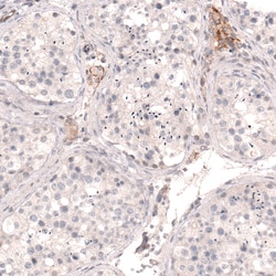 Invitrogen THSD7A Monoclonal Antibody (CL3779) 100 &mu;L; Unconjugated:Antibodies,