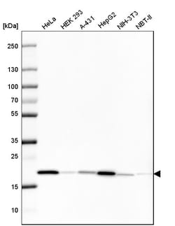 Invitrogen Cyclophilin B Monoclonal Antibody (CL3915) 100 &mu;L | Buy Online | Invitrogen&trade; | Fisher Scientific