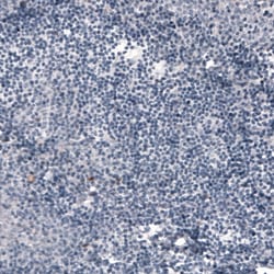 Invitrogen ACE2 Monoclonal Antibody (CL4013) 100 &mu;L; Unconjugated:Antibodies,