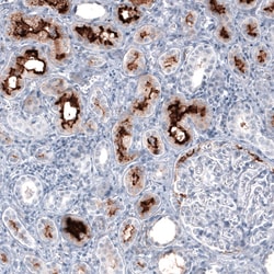 Invitrogen ACE2 Monoclonal Antibody (CL4035) 100 &mu;L; Unconjugated:Antibodies,