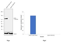 Invitrogen ACE2 Monoclonal Antibody (CL4035) 100 &mu;L; Unconjugated:Antibodies,