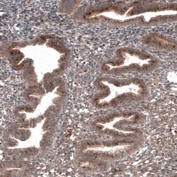 Invitrogen RBCK1 Monoclonal Antibody (CL4289) 100 &mu;L; Unconjugated:Antibodies,