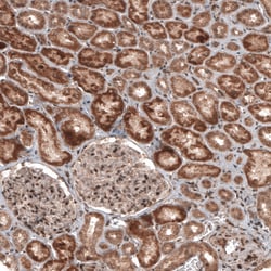 Invitrogen RBCK1 Monoclonal Antibody (CL4289) 100 &mu;L; Unconjugated:Antibodies,