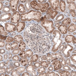 Invitrogen USP30 Monoclonal Antibody (CL4438) 100 &mu;L; Unconjugated:Antibodies,