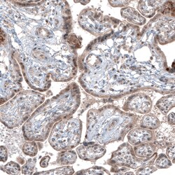 Invitrogen USP30 Monoclonal Antibody (CL4438) 100 &mu;L; Unconjugated:Antibodies,