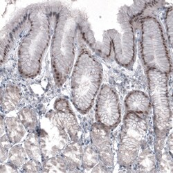 Invitrogen SOX21 Monoclonal Antibody (CL4681) 100 &mu;L; Unconjugated:Antibodies,