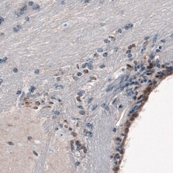 Invitrogen SOX21 Monoclonal Antibody (CL4681) 100 &mu;L; Unconjugated:Antibodies,
