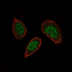 Invitrogen SOX21 Monoclonal Antibody (CL4688) 100 &mu;L; Unconjugated:Antibodies,