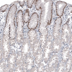 Invitrogen SOX21 Monoclonal Antibody (CL4688) 100 &mu;L; Unconjugated:Antibodies,
