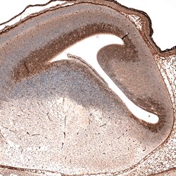 Invitrogen SOX21 Monoclonal Antibody (CL4688) 100 &mu;L; Unconjugated:Antibodies,