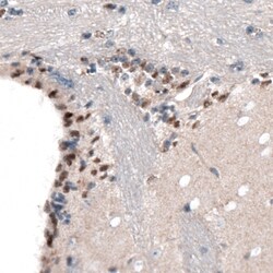 Invitrogen SOX21 Monoclonal Antibody (CL4688) 100 &mu;L; Unconjugated:Antibodies,