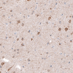 Invitrogen CDKL5 Monoclonal Antibody (CL4881) 100 &mu;L; Unconjugated:Antibodies,