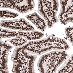Invitrogen Histone H2B Monoclonal Antibody (CL5048) 100 &mu;L; Unconjugated:Antibodies,