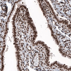 Invitrogen Histone H2B Monoclonal Antibody (CL5048) 100 &mu;L; Unconjugated:Antibodies,