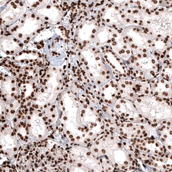 Invitrogen Histone H2B Monoclonal Antibody (CL5048) 100 &mu;L; Unconjugated:Antibodies,