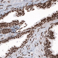 Invitrogen Histone H2B Monoclonal Antibody (CL5048) 100 &mu;L; Unconjugated:Antibodies,