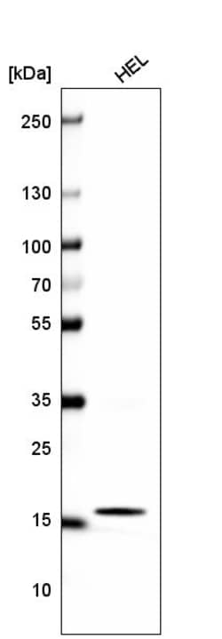 Invitrogen Histone H2B Monoclonal Antibody (CL5048) 100 &mu;L; Unconjugated:Antibodies,