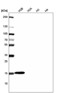 Invitrogen Histone H2B Monoclonal Antibody (CL5048) 100 &mu;L; Unconjugated:Antibodies,
