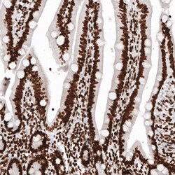 Invitrogen Histone H2B Monoclonal Antibody (CL5101) 100 &mu;L; Unconjugated:Antibodies,
