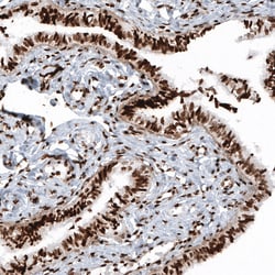 Invitrogen Histone H2B Monoclonal Antibody (CL5101) 100 &mu;L; Unconjugated:Antibodies,