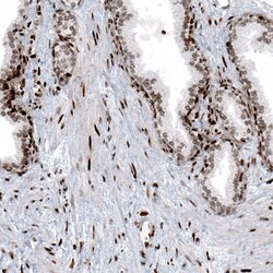 Invitrogen Histone H2B Monoclonal Antibody (CL5101) 100 &mu;L; Unconjugated:Antibodies,