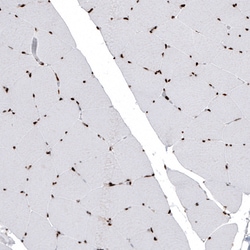 Invitrogen Histone H2B Monoclonal Antibody (CL5101) 100 &mu;L; Unconjugated:Antibodies,