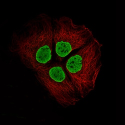 Invitrogen Histone Macro-H2A.1 Monoclonal Antibody (CL5245) 100 &mu;L;