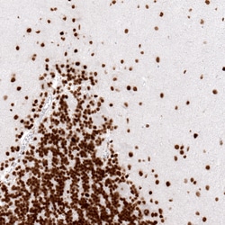 Invitrogen Histone Macro-H2A.1 Monoclonal Antibody (CL5245) 100 &mu;L;