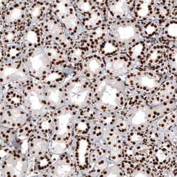 Invitrogen Histone Macro-H2A.1 Monoclonal Antibody (CL5245) 100 &mu;L;