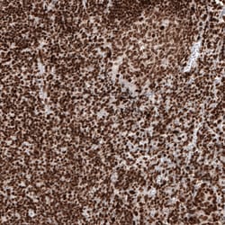 Invitrogen Histone Macro-H2A.1 Monoclonal Antibody (CL5245) 100 &mu;L;