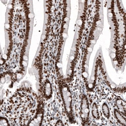 Invitrogen Histone Macro-H2A.1 Monoclonal Antibody (CL5256) 100 &mu;L;