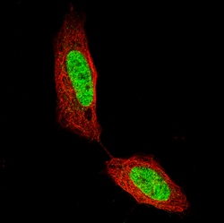 Invitrogen CUX1 Monoclonal Antibody (CL5275) 100 &mu;L; Unconjugated:Antibodies,
