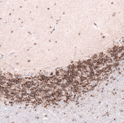 Invitrogen CUX1 Monoclonal Antibody (CL5275) 100 &mu;L; Unconjugated:Antibodies,