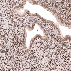 Invitrogen CUX1 Monoclonal Antibody (CL5275) 100 &mu;L; Unconjugated:Antibodies,