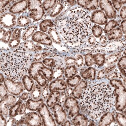 Invitrogen CUX1 Monoclonal Antibody (CL5275) 100 &mu;L; Unconjugated:Antibodies,