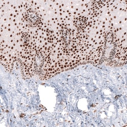 Invitrogen CUX1 Monoclonal Antibody (CL5275) 100 &mu;L; Unconjugated:Antibodies,