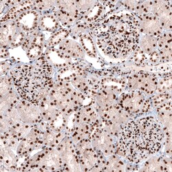Invitrogen CUX1 Monoclonal Antibody (CL5278) 100 &mu;L | Buy Online | Invitrogen&trade; | Fisher Scientific