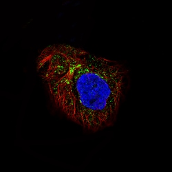 Invitrogen LAPTM4B Monoclonal Antibody (CL5289) 100 &mu;L; Unconjugated:Antibodies,