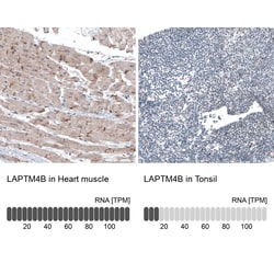 Invitrogen LAPTM4B Monoclonal Antibody (CL5289) 100 &mu;L; Unconjugated:Antibodies,