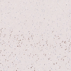 Invitrogen FOXP2 Monoclonal Antibody (CL5310) 100 &mu;L | Buy Online | Invitrogen&trade; | Fisher Scientific