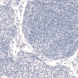 Invitrogen FOXP2 Monoclonal Antibody (CL5310) 100 &mu;L | Buy Online | Invitrogen&trade; | Fisher Scientific