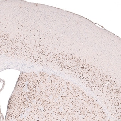 Invitrogen FOXP2 Monoclonal Antibody (CL5310) 100 &mu;L | Buy Online | Invitrogen&trade; | Fisher Scientific