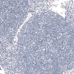 Invitrogen FOXP2 Monoclonal Antibody (CL5312) 100 &mu;L; Unconjugated:Antibodies,