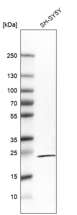 Invitrogen RGS5 Monoclonal Antibody (CL5568) 100 &mu;L | Buy Online | Invitrogen&trade; | Fisher Scientific