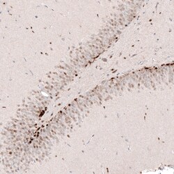 Invitrogen SOX4 Monoclonal Antibody (CL5634) 100 &mu;L; Unconjugated:Antibodies,