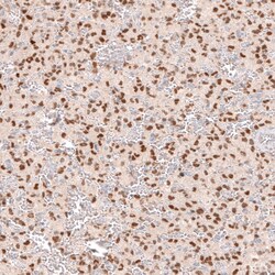 Invitrogen SOX6 Monoclonal Antibody (CL5690) 100 &mu;L; Unconjugated:Antibodies,