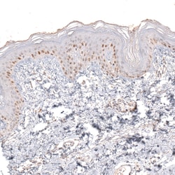Invitrogen SOX6 Monoclonal Antibody (CL5690) 100 &mu;L; Unconjugated:Antibodies,