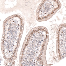 Invitrogen SOX6 Monoclonal Antibody (CL5690) 100 &mu;L; Unconjugated:Antibodies,